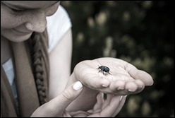 Asperger Scarabée