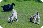 Autisme Ferme pedagogique