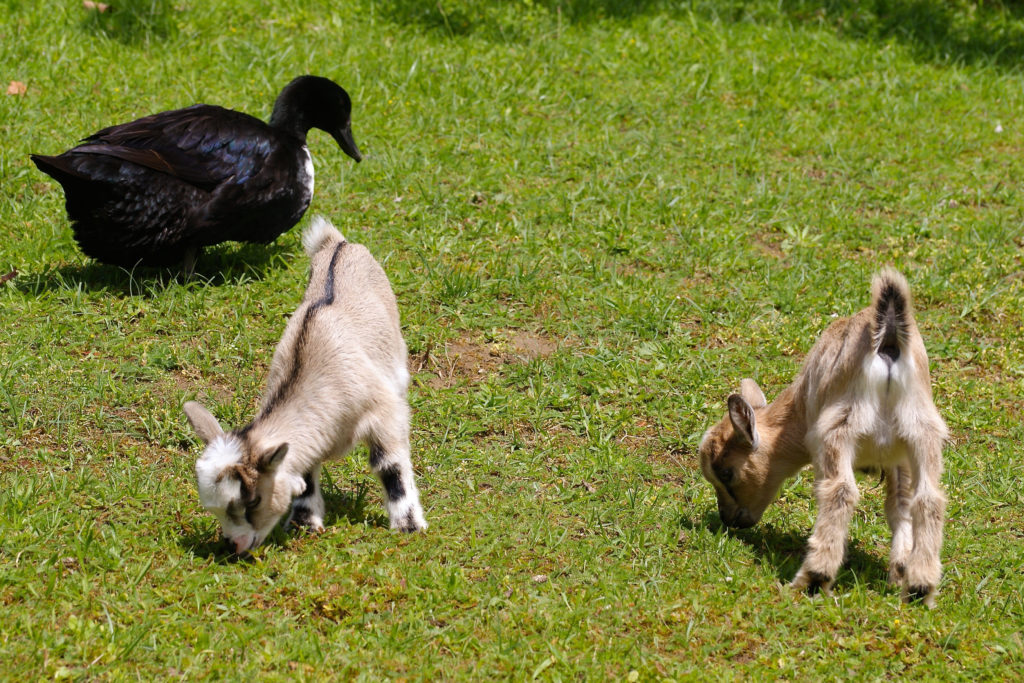 Ferme pédagogique